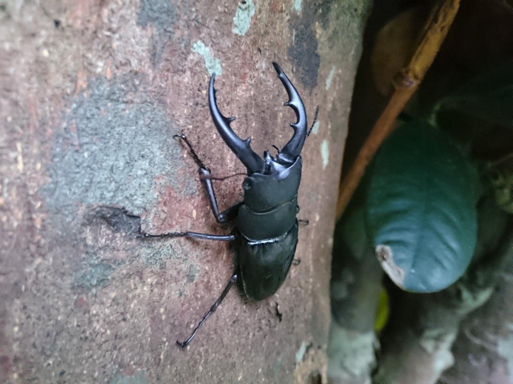 Kaeruya Apartment Nakijin Luaran gambar